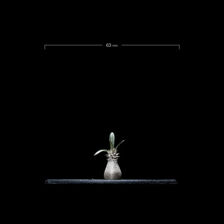 パキポディウム グラキリス / Pachypodium rosulatum var. gracilius #13