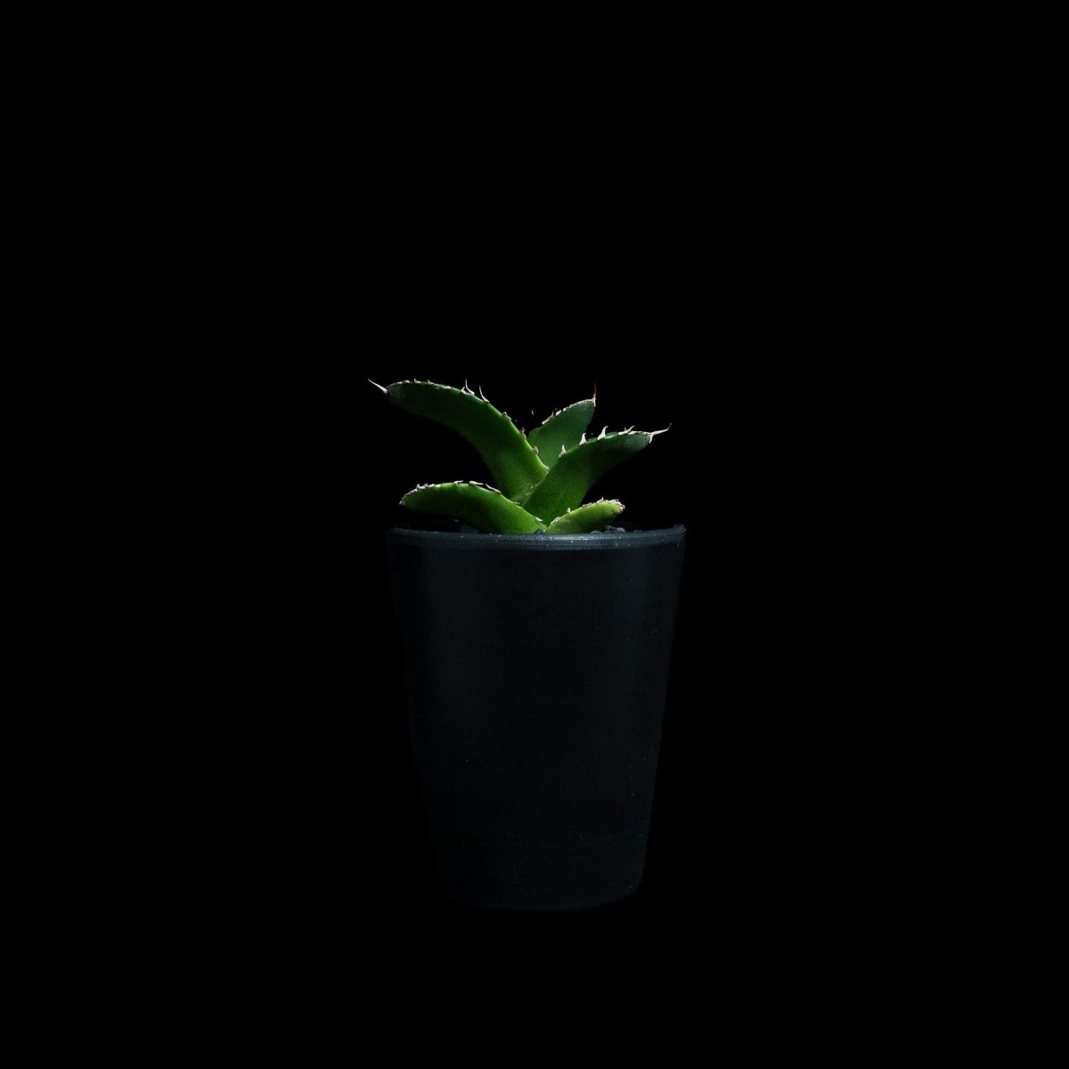 アガベ チタノタ 白犀牛 カキ仔 / Agave titanota 'White Rhino'