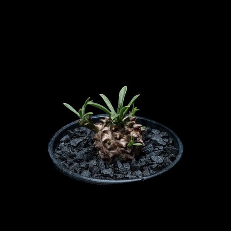 ユーフォルビア 峨眉山 / Euphorbia ‘Gabizan’ #4