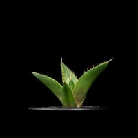 アガベ チタノタ ハデス / Agave titanota ‘Hades’ #16