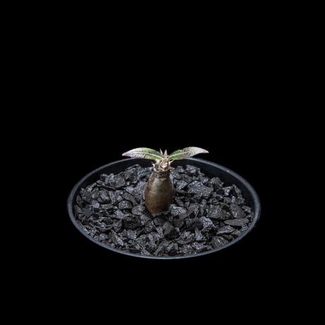 パキポディウム グラキリス / Pachypodium rosulatum var. gracilius #15