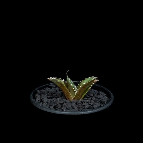 アガベ チタノタ 南アフリカダイヤモンド / Agave titanota ‘South Africa Diamond’ #5