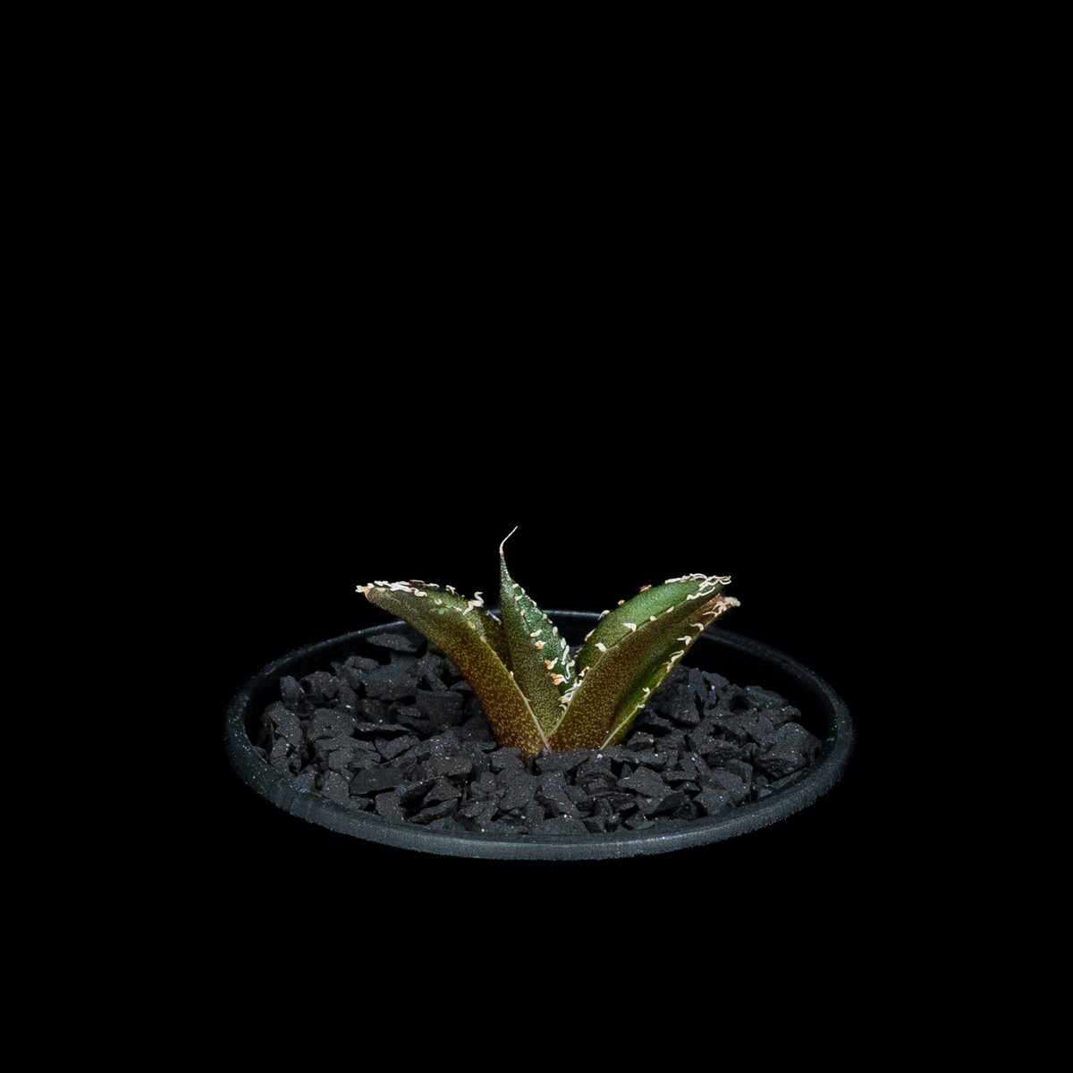 南アフリカダイヤモンド OC 親株 発根済 南アフリカダイヤモンド OC