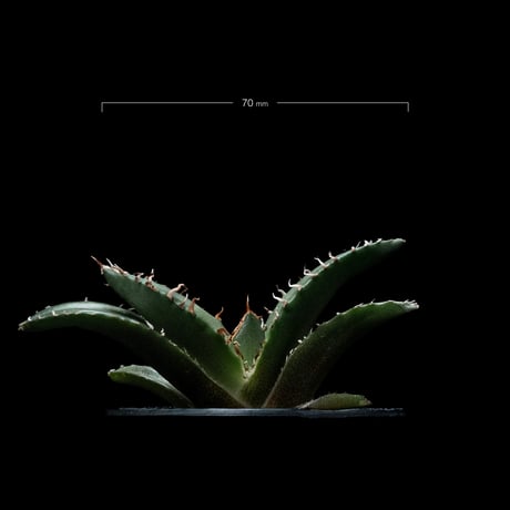 アガベ チタノタ 白鯨 / Agave titanota ‘White Whale’ #46