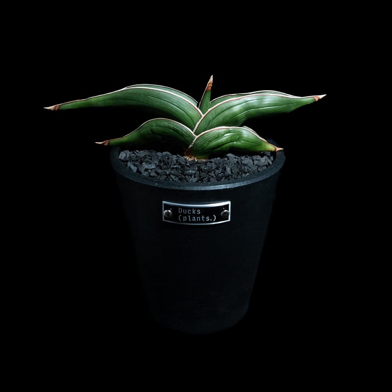 サンセベリア ロリダ / Sansevieria rorida #3 | Ducks ( pl
