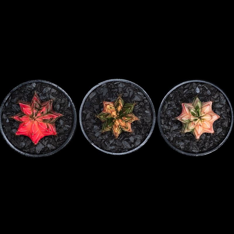 3set】ギムノカリキウム ミハノビッチ 緋牡丹錦 / Gymnocalycium miha