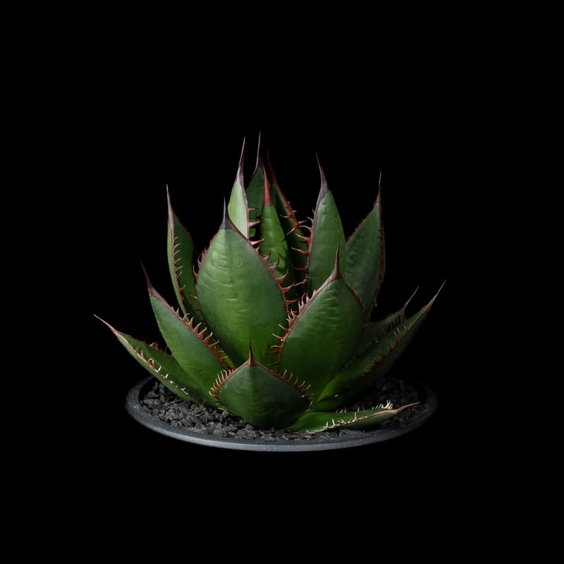 アガベ ホリダ / Agave horrida ssp. horrida #6 | Ducks