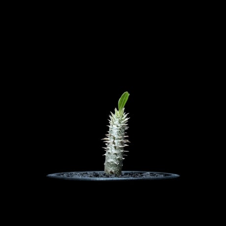 パキポディウム イノピナツム / Pachypodium rosulatum var.inopinatum #1