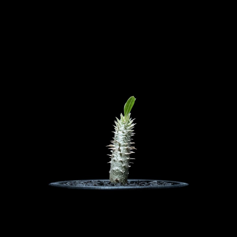 パキポディウム イノピナツム / Pachypodium rosulatum var.inop