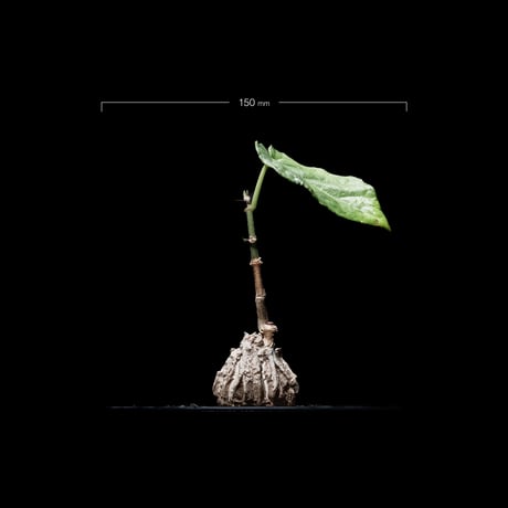 マテレア シクロフィラ / Matelea cyclophylla