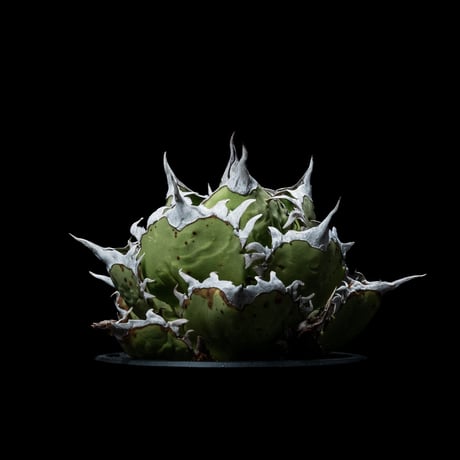 アガベ チタノタ 白排刺 大鋼牙 / Agave titanota ‘Chain’ #1