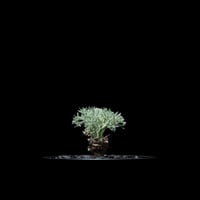 モンソニア ペニクリナム / Monsonia peniculina #21