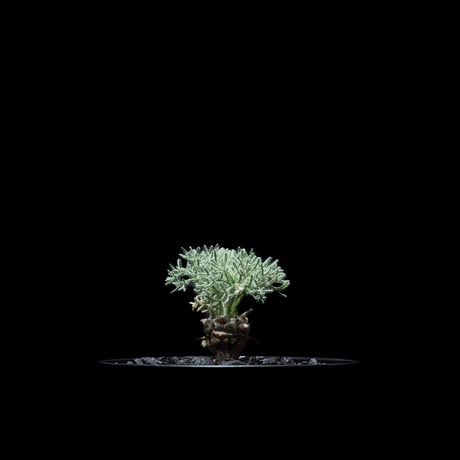 モンソニア ペニクリナム / Monsonia peniculina #21