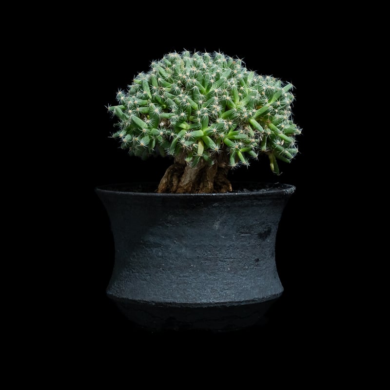 トリコディアデマ　ミラビレ　模様木 トリコディアデマ ミラビレ 模様木