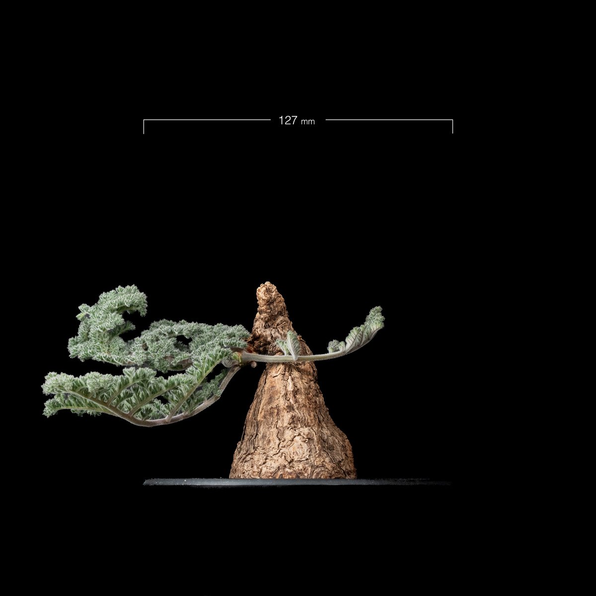 ペラルゴニウム トリステ / Pelargonium triste #10 | Ducks (