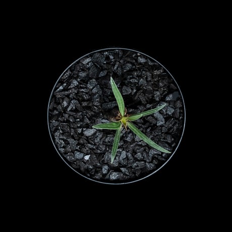 パキポディウム グラキリス / Pachypodium rosulatum var. gracilius #51