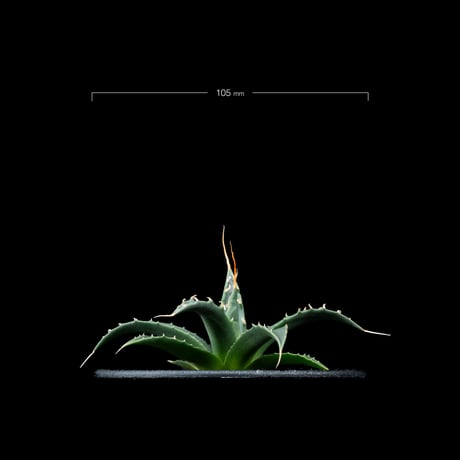 アガベ ユタエンシス エボリスピナ / Agave utahensis var. eborispina #3