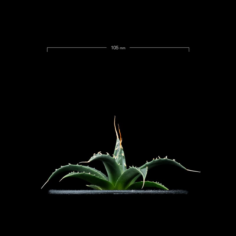 アガベ ユタエンシス エボリスピナ / Agave utahensis var. eboris