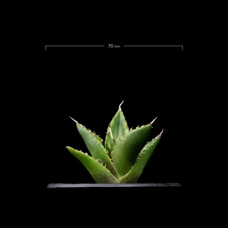 アガベ チタノタ ハデス / Agave titanota ‘Hades’ #15