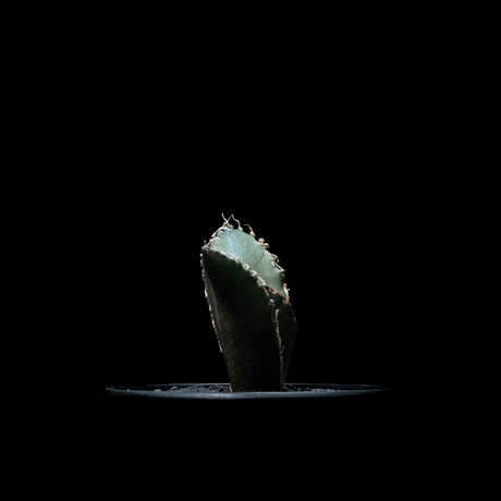 アガベ チタノタ 白鯨 / Agave titanota ‘White Whale’ #26