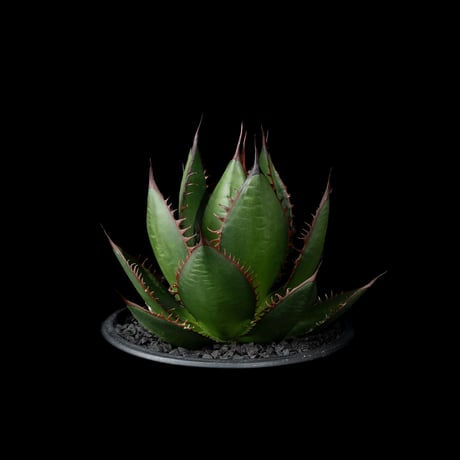 アガベ ホリダ / Agave horrida ssp. horrida #6