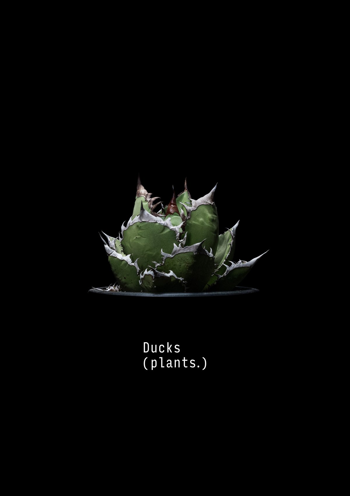受注生産】アートコレクション/アガベ（A2ポスター） | Ducks ( plants. )