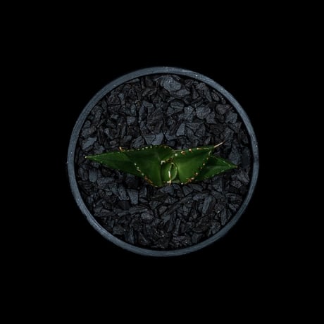 アガベ チタノタ ハデス / Agave titanota ‘Hades’ #7