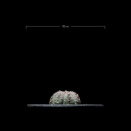 ユーフォルビア シンメトリカ (カキ仔) / Euphorbia obesa ssp. symmetrica #2