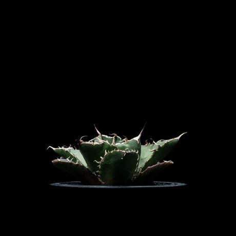 アガベ チタノタ 白鯨 / Agave titanota ‘White Whale’ #10