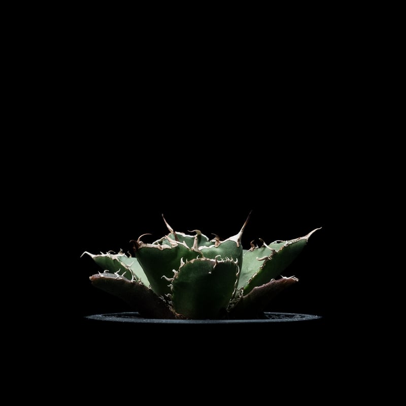 アガベ チタノタ 白鯨 / Agave titanota 'White Whale' #10