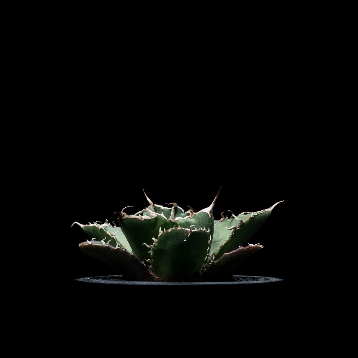 アガベ チタノタ 白鯨 / Agave titanota 'White Whale' #10