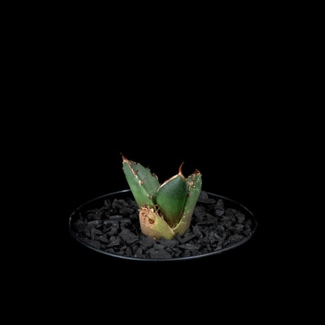 アガベ チタノタ 鬼爪 (カキ仔) / Agave titanota ‘Ghost Claw’ #2