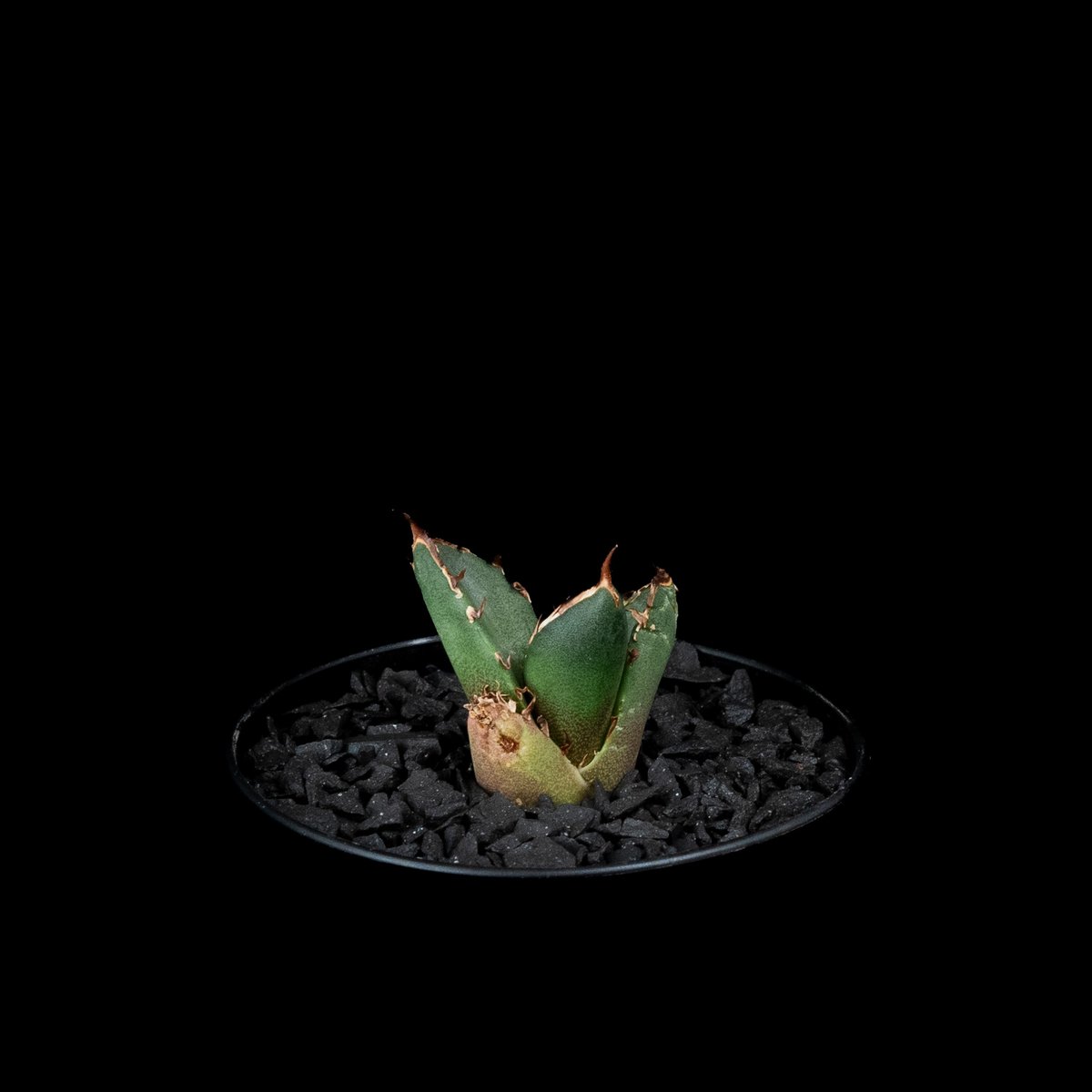 アガベ チタノタ 鬼爪 (カキ仔) / Agave titanota 'Ghost Claw'