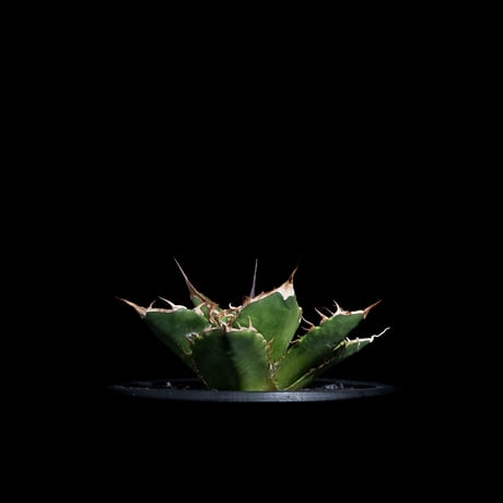 アガベ チタノタ 黒桃 (カキ仔) / Agave titanota ‘Spade’ #4