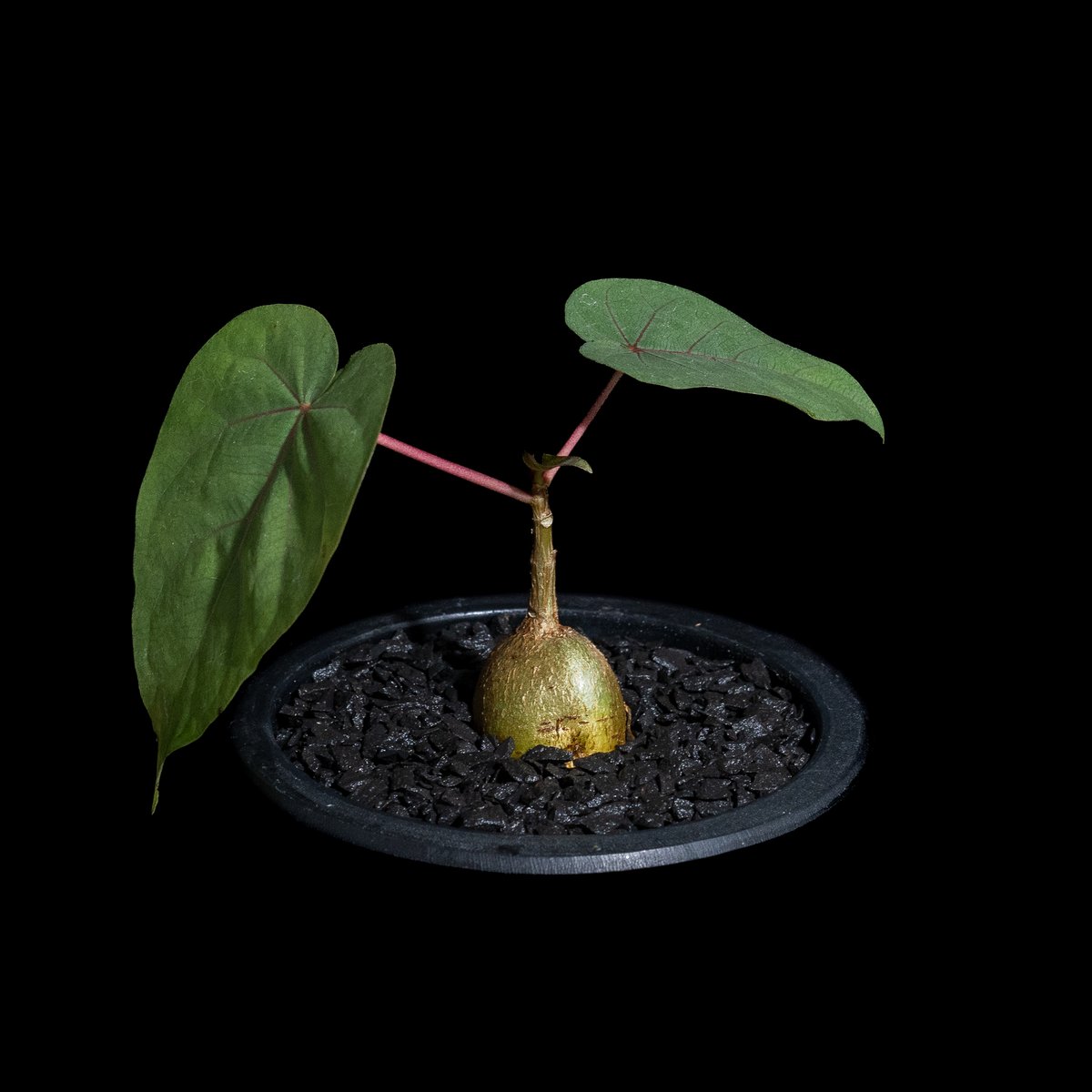 フィカス ペティオラリス / Ficus petiolaris #1 | Ducks ( pl