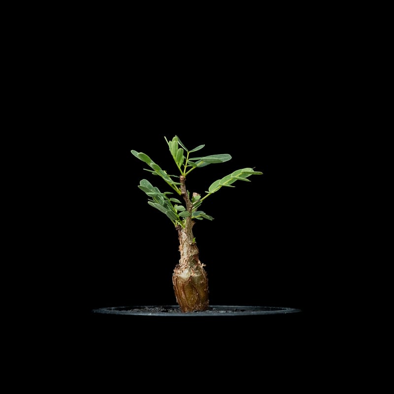 センナ メリディオナリス / Senna meridionalis #15 | Ducks (