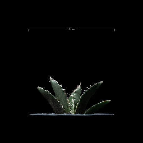 アガベ チタノタ 白鯨 / Agave titanota ‘White Whale’ #20