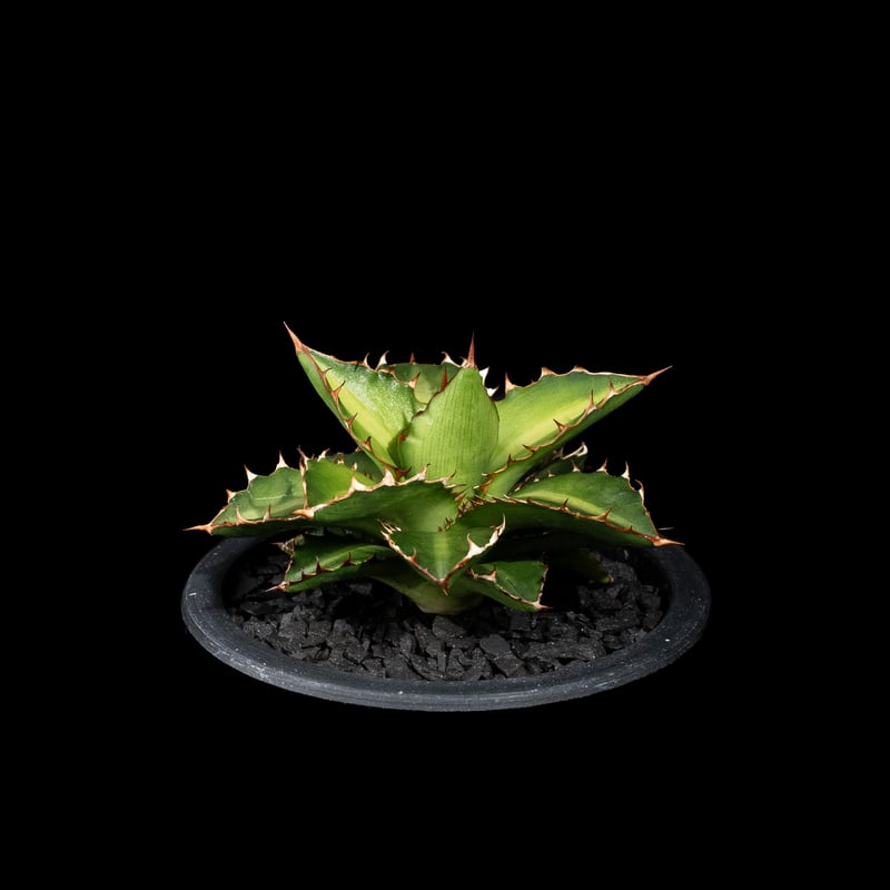 アガベ チタノタ 萬代厳竜 / Agave lophantha × titanota #1 |