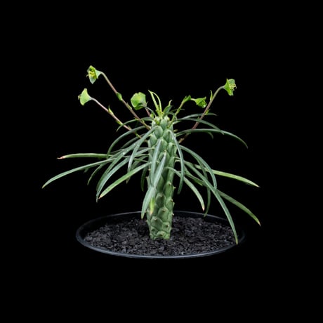 ユーフォルビア ブバリナ / Euphorbia bubalina #1