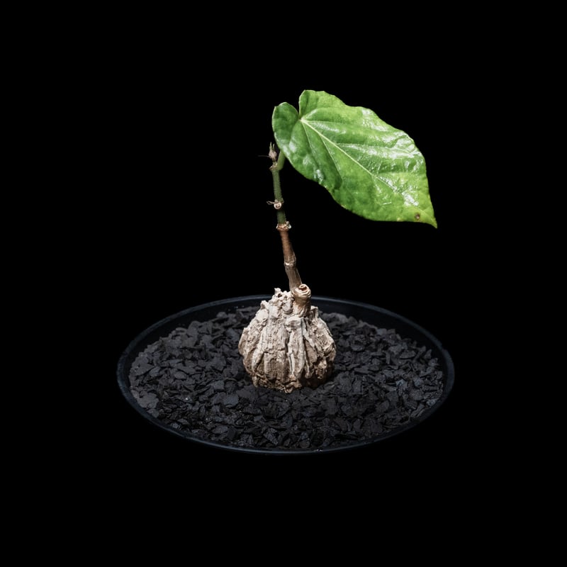 マテレア シクロフィラ / Matelea cyclophylla | Ducks ( pla