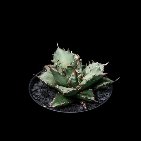 アガベ チタノタ 姫厳竜 / Agave titanota ‘Dwarf’ #6
