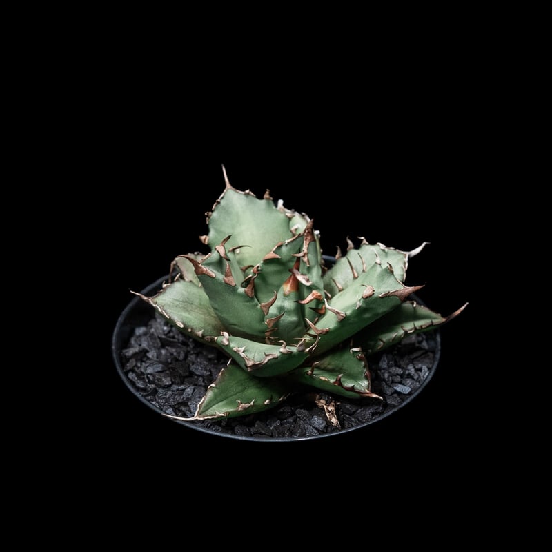 アガベ チタノタ 姫厳竜 / Agave titanota 'Dwarf' #6 | Duck アガベ チタノタ 姫厳竜 / Agave titanota 'Dwarf' #6 | Duck