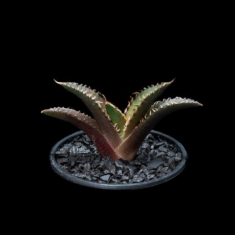 アガベ チタノタ レッド・キャットウィーズル / Agave titanota ‘Red Catweazle’ #22