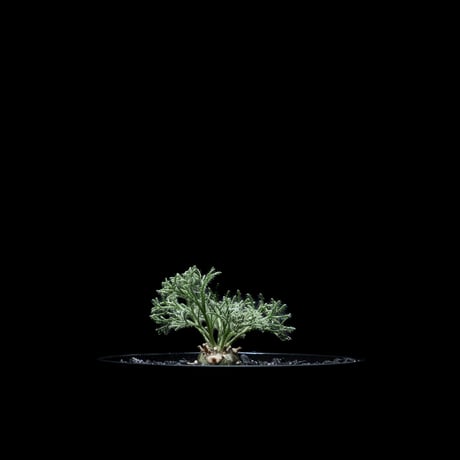 モンソニア ペニクリナム / Monsonia peniculina #15