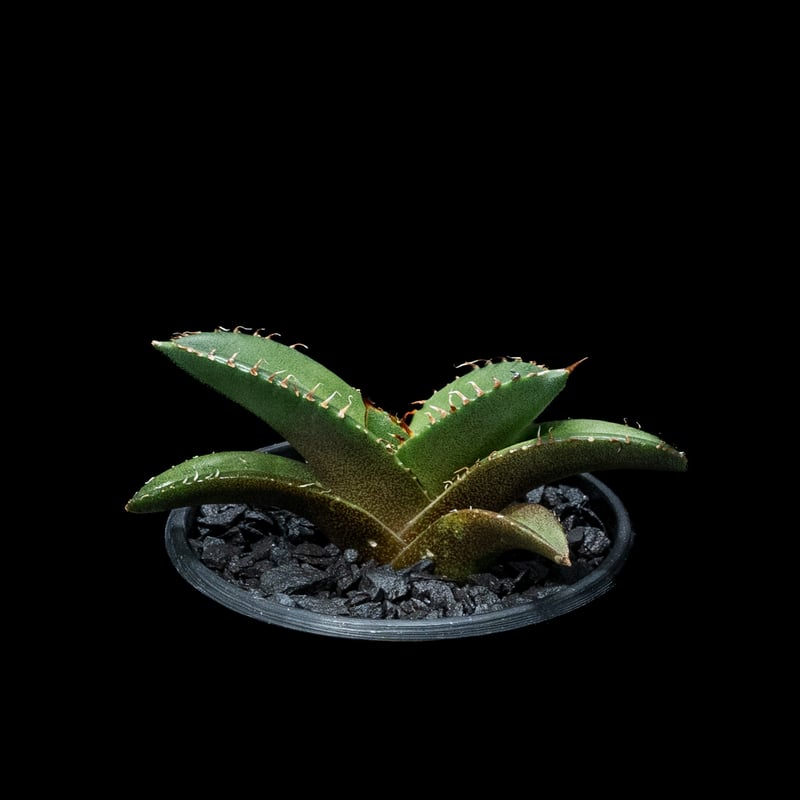 アガベ チタノタ 黒豹・ダイヤモンド / Agave titanota 'Black