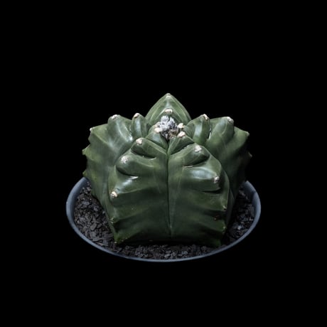 アストロフィツム 亀甲碧瑠璃鸞鳳玉 / Astrophytum myriostigma var. nudum #2