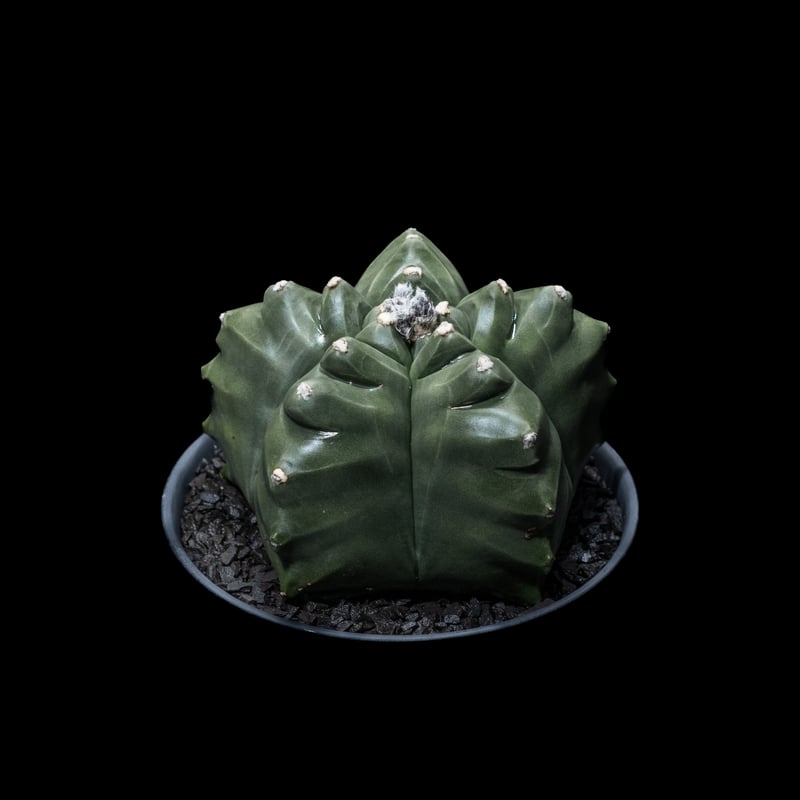 アストロフィツム 亀甲碧瑠璃鸞鳳玉 / Astrophytum myriostigma var