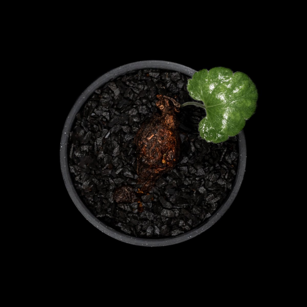 ペラルゴニウム ロバツム / Pelargonium lobatum #2 | Ducks