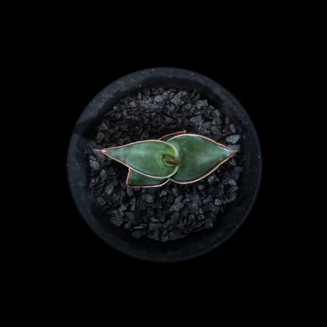 サンセベリア ロリダ / Sansevieria rorida #2