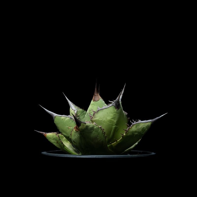 アガベ チタノタ 黒桃 / Agave titanota 'Spade' #1 | Ducks